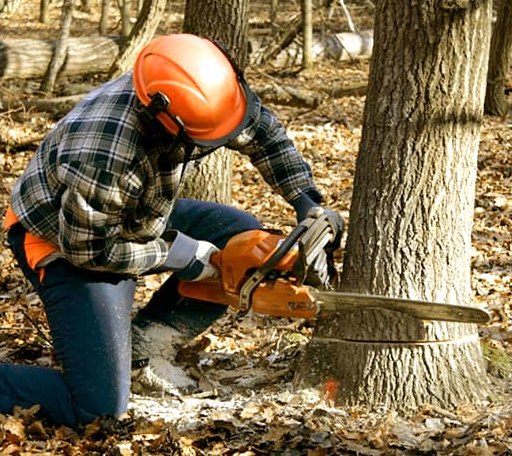 Tree Removal in New Salem, MA